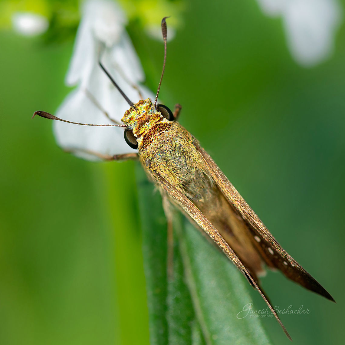 Sip of nectar  - ID HELP <br />
Place: Ranganathittu Bird Sanctuary, Mysore Fall,Geotagged,India,butterfly,macro,ranganathittu,wildlife