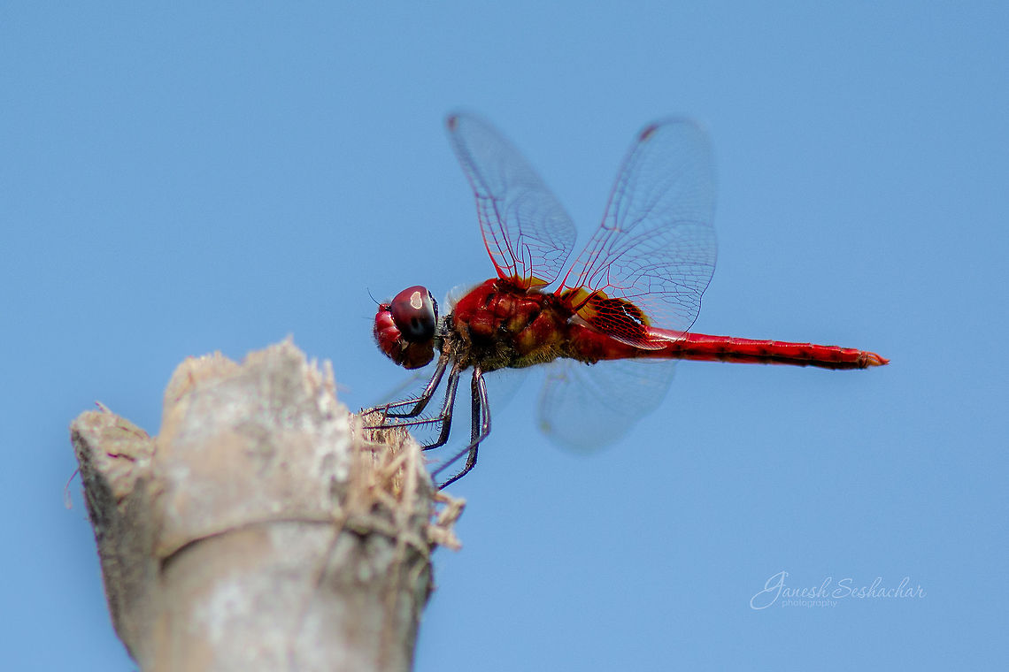 ID HELP Place: Ranganathittu Bird Sanctuary, Mysore, India Fall,Geotagged,India,Scarlet Basker,Urothemis signata,dragonfly,insect,macro,mysore,wildlife