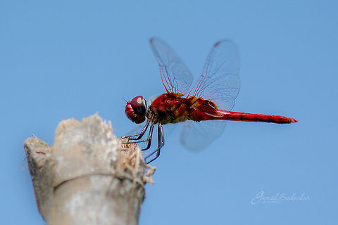 ID HELP Place: Ranganathittu Bird Sanctuary, Mysore, India Fall,Geotagged,India,Scarlet Basker,Urothemis signata,dragonfly,insect,macro,mysore,wildlife