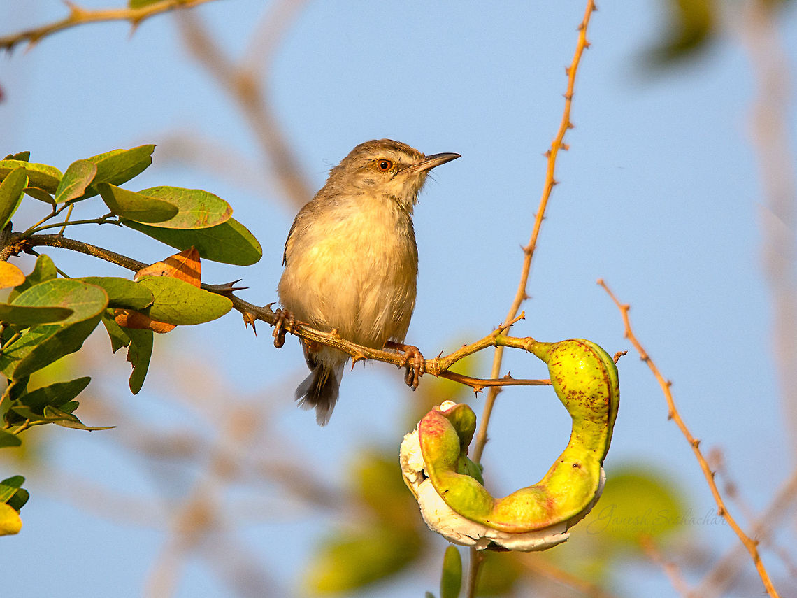 Plain Prinia Rachenahalli Lake, Bengaluru Geotagged,India,Plain prinia,Prinia inornata,Spring,avian,birds,wildlife