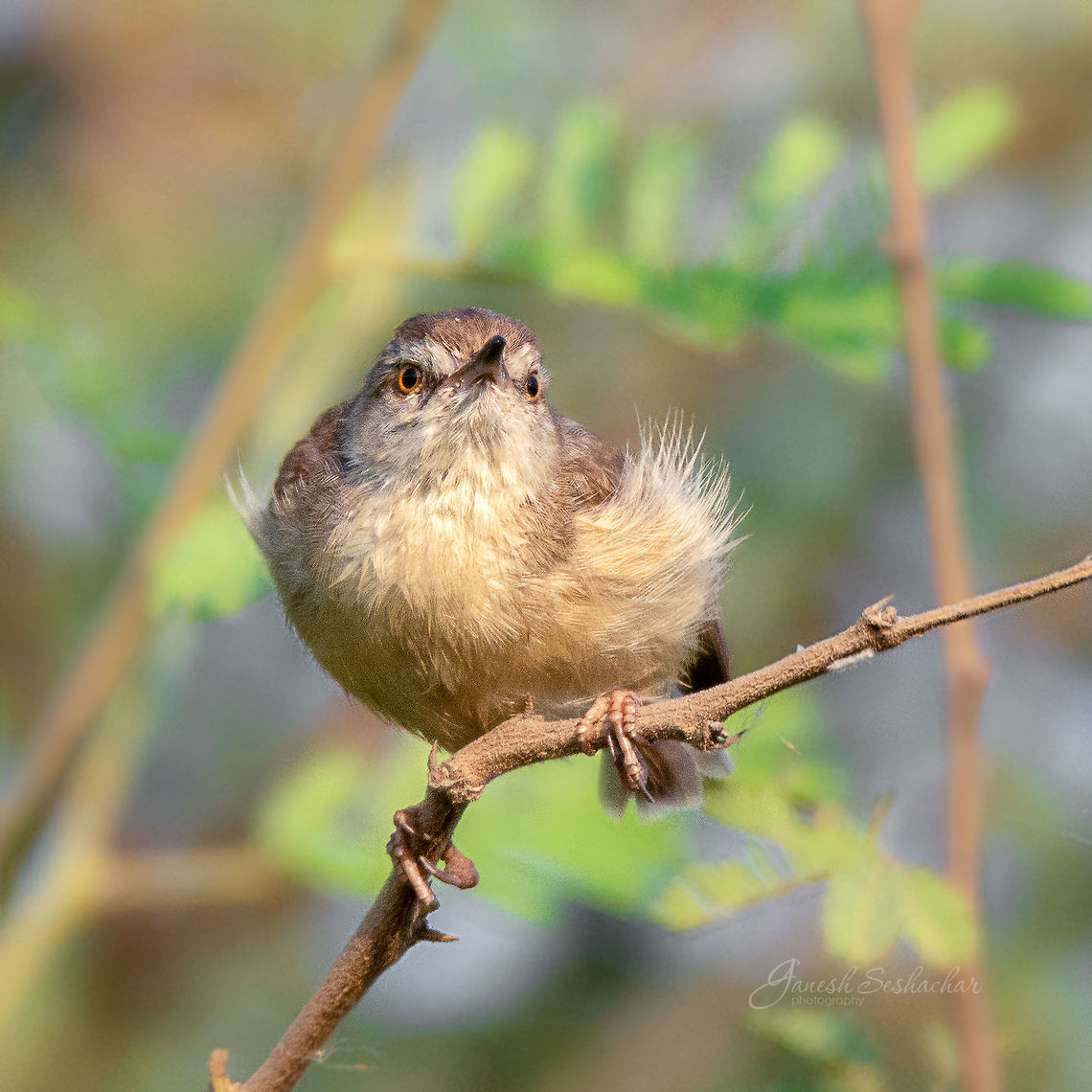 Plain Prinia Place: Benglauru Ashy Prinia,Geotagged,India,Plain prinia,Prinia inornata,Prinia socialis,Spring,bengaluru,birds,rachenahalli lake,wildlife
