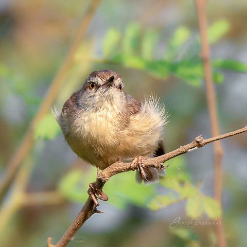 Plain Prinia Place: Benglauru Ashy Prinia,Geotagged,India,Plain prinia,Prinia inornata,Prinia socialis,Spring,bengaluru,birds,rachenahalli lake,wildlife