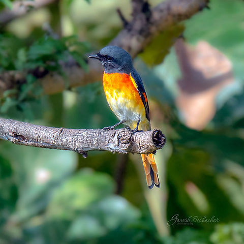Orange Minivet Place: Bangalore University Campus
(From my archives) Geotagged,India,Orange minivet,Pericrocotus flammeus,Summer,avian,birds,minivet,wildlife