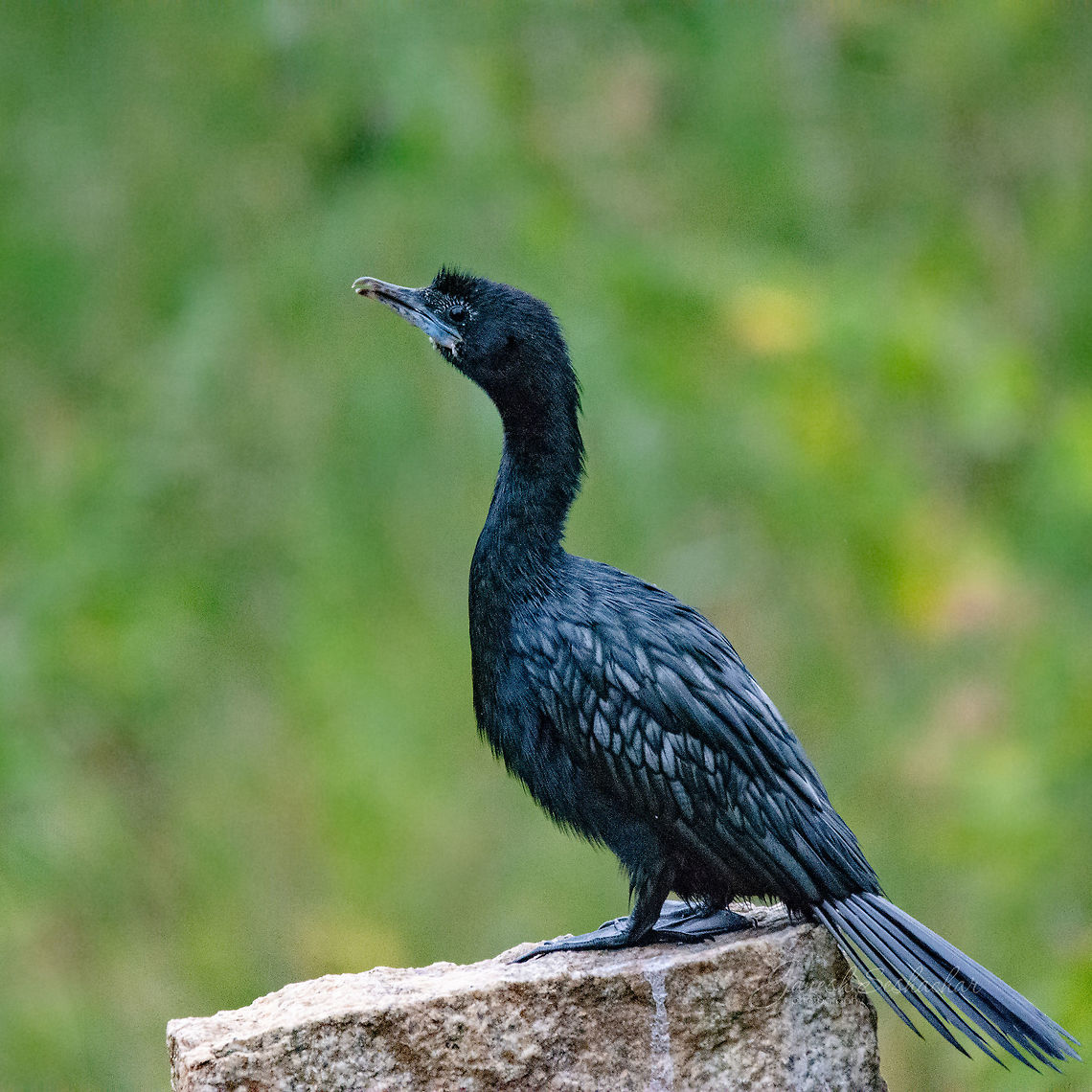 Indian cormorant  Geotagged,India,Indian Cormorant,Phalacrocorax fuscicollis,Summer,birds,wildlife