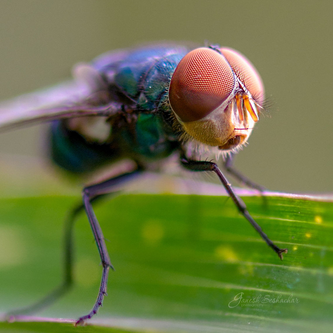 Compound eyes From my archives Geotagged,India,Summer,closeup,compound eyes,fly,insect