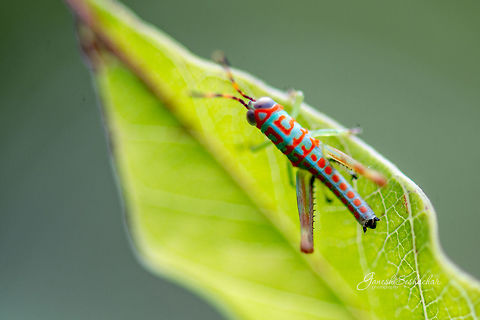 ID HELP Painted grasshopper 
From my archives
Place: Bengaluru, India Geotagged,Grasshopper,India,Summer,entomology,gnanabharathi,insects,macro