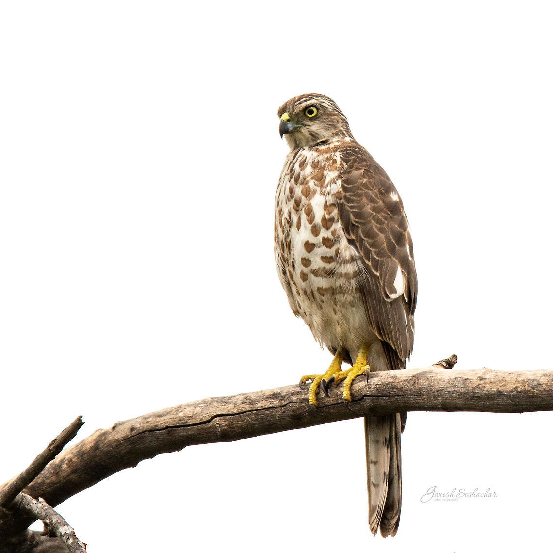 Asian Shikra From my archives<br />
Place: Bengaluru  Accipiter badius,Geotagged,India,Shikra,Summer,avian