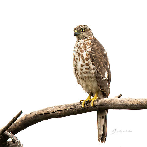 Asian Shikra From my archives
Place: Bengaluru  Accipiter badius,Geotagged,India,Shikra,Summer,avian