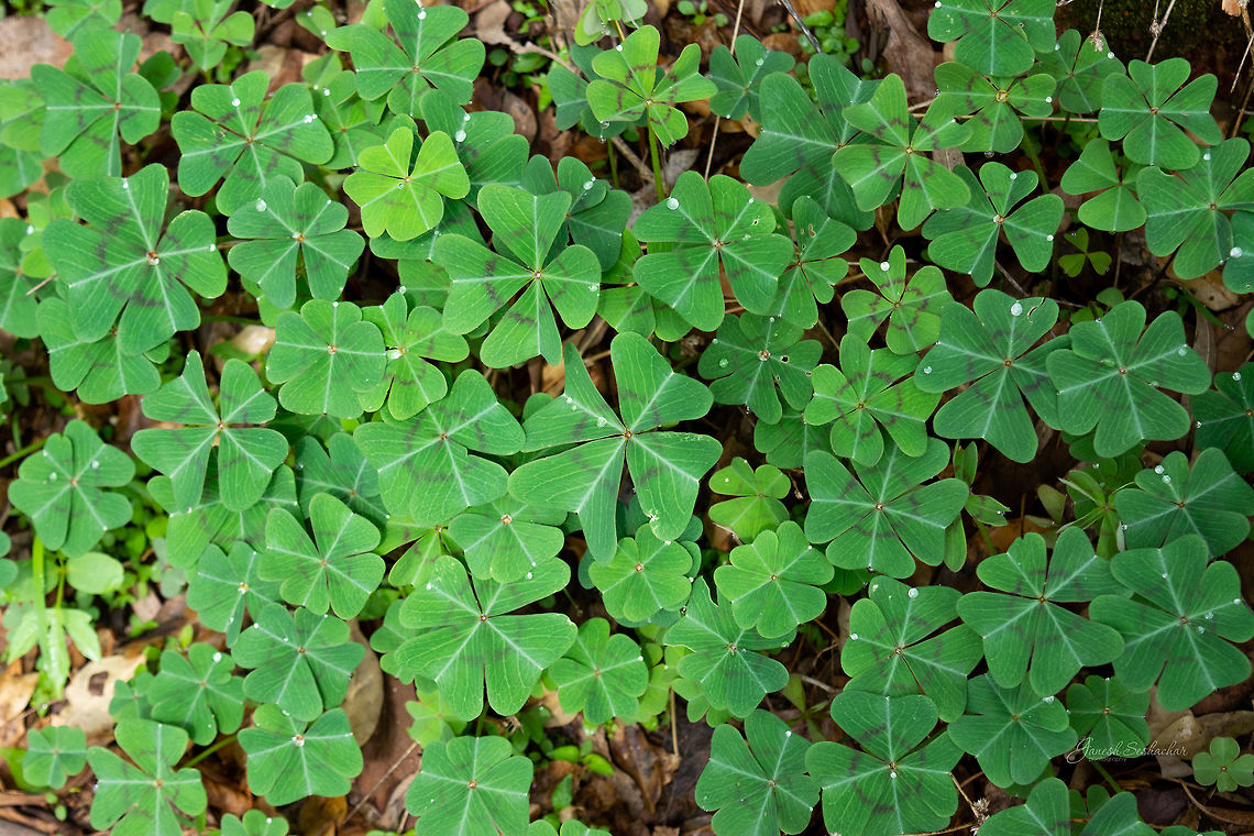 ID HELP  Geotagged,India,Spring,plant