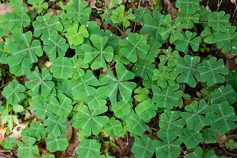 ID HELP  Geotagged,India,Spring,plant