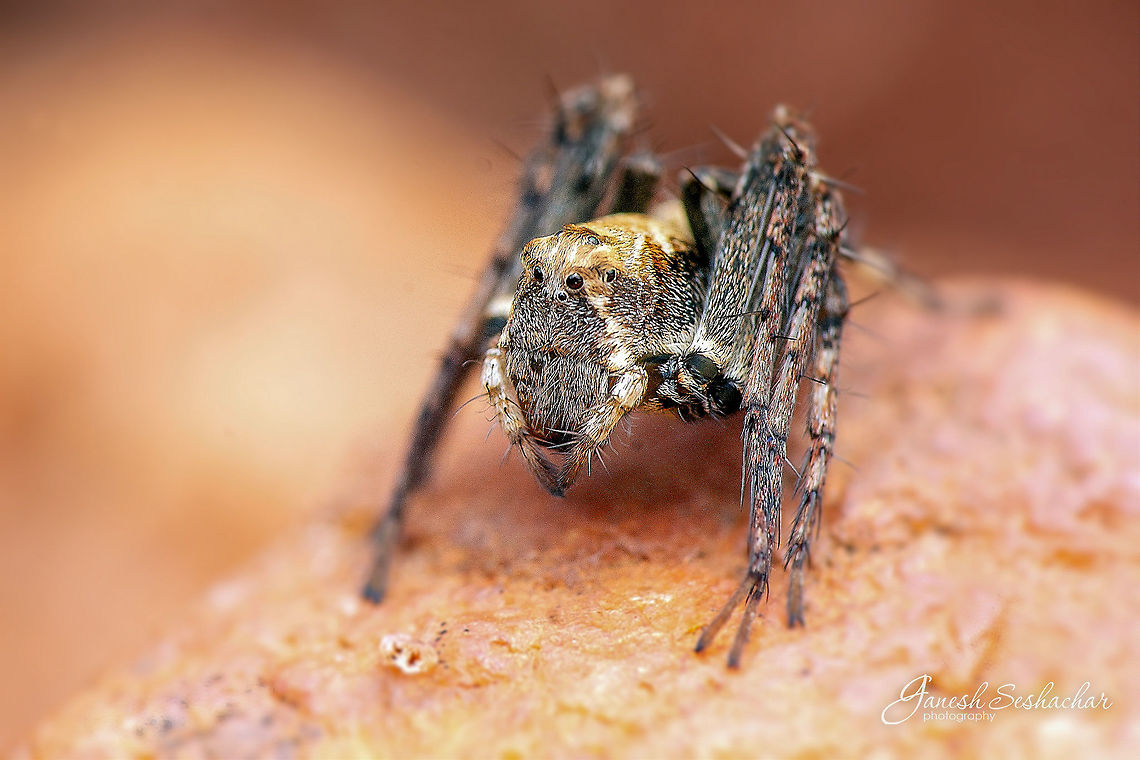 Hamataliwa <br />
Not sure about specific id Geotagged,India,Summer,closeup,gnanabharathi,macro,spider,wildlife