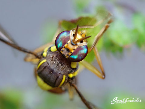 Wasp/Bee? Shot this one on Holy Basil plant Geotagged,India,Summer,basil,closeup,compound eyes,insects,macro,wasp