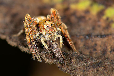 Hamataliwa with a kill  Geotagged,Hamataliwa,India,Spring,gunjur,kill,macro,spinder,wildlife