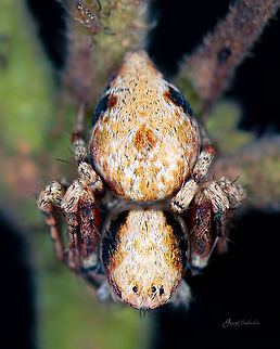 Top view  Geotagged,India,Spring,gunjur,insects,macro,spider,wildlife