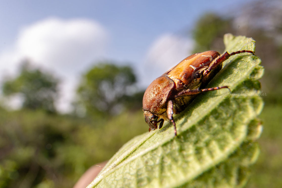 Tiger Beetle A wide angle macro Geotagged,India,Spring,beetle,gunjur,insect,macro,wide angle macro