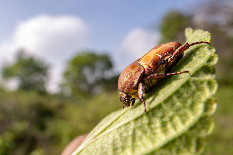 Tiger Beetle A wide angle macro Geotagged,India,Spring,beetle,gunjur,insect,macro,wide angle macro
