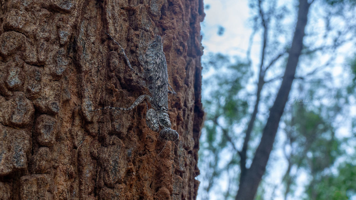 bark mantis  Geotagged,Humbertiella ceylonica,India,Insects,Summer,macro,mantis,wide angle macro