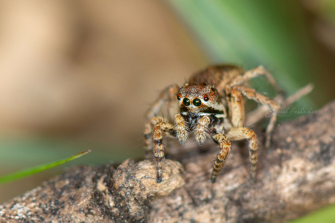 a female jumper  Geotagged,India,Summer,insects,jumping spider,macro,wildlife
