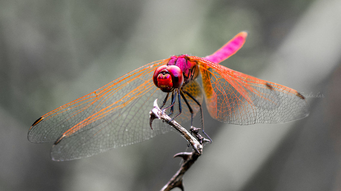 Smile :D  Geotagged,India,Summer,dragonfly,insects,macro,wildlife