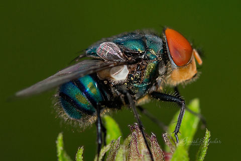 Fly closeup  Geotagged,India,Summer,fly,insects,macro