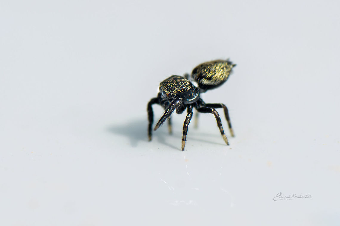 ID help Jumping spider Geotagged,India,Spring,insects,jumping spider,macro