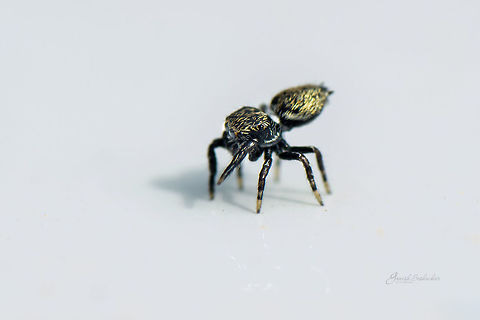 ID help Jumping spider Geotagged,India,Spring,insects,jumping spider,macro