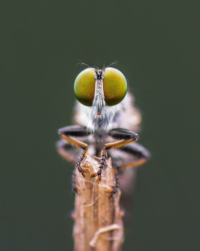 Rober fly Valley school, Kanakpura Geotagged,India,Summer,insects,macro,roberfly
