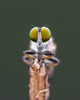 Rober fly Valley school, Kanakpura Geotagged,India,Summer,insects,macro,roberfly