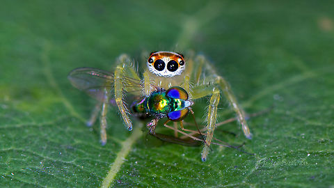 Two Striped female with a kill place: Gnanabharathi Kengeri, Bengaluru Geotagged,India,Summer,Telamonia dimidiata,Two-striped jumper,gnanabharathi,kill,macro,spider