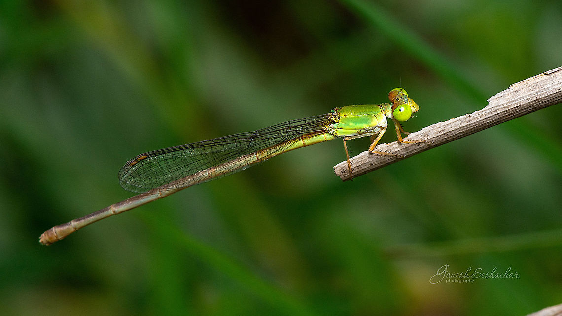 Ceriagrion coromandelianum Place: Gnanabharathi, Bengaluru Bengaluru,Ceriagrion coromandelianum,Geotagged,Gnanabharathi,India,Summer,Yellow waxtail,dragonfly,insects,macro