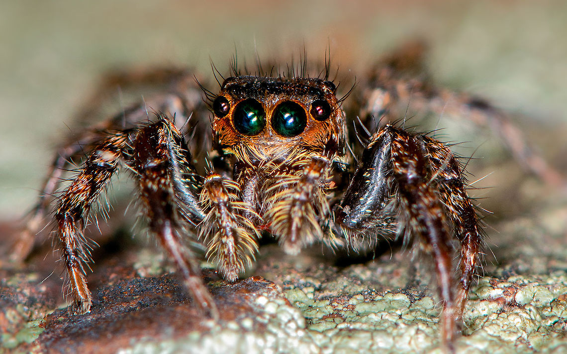 jumping spider  Geotagged,India,Summer,entamology,insects,jumping spider,macro