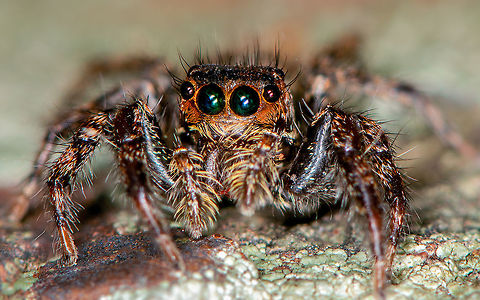 jumping spider  Geotagged,India,Summer,entamology,insects,jumping spider,macro