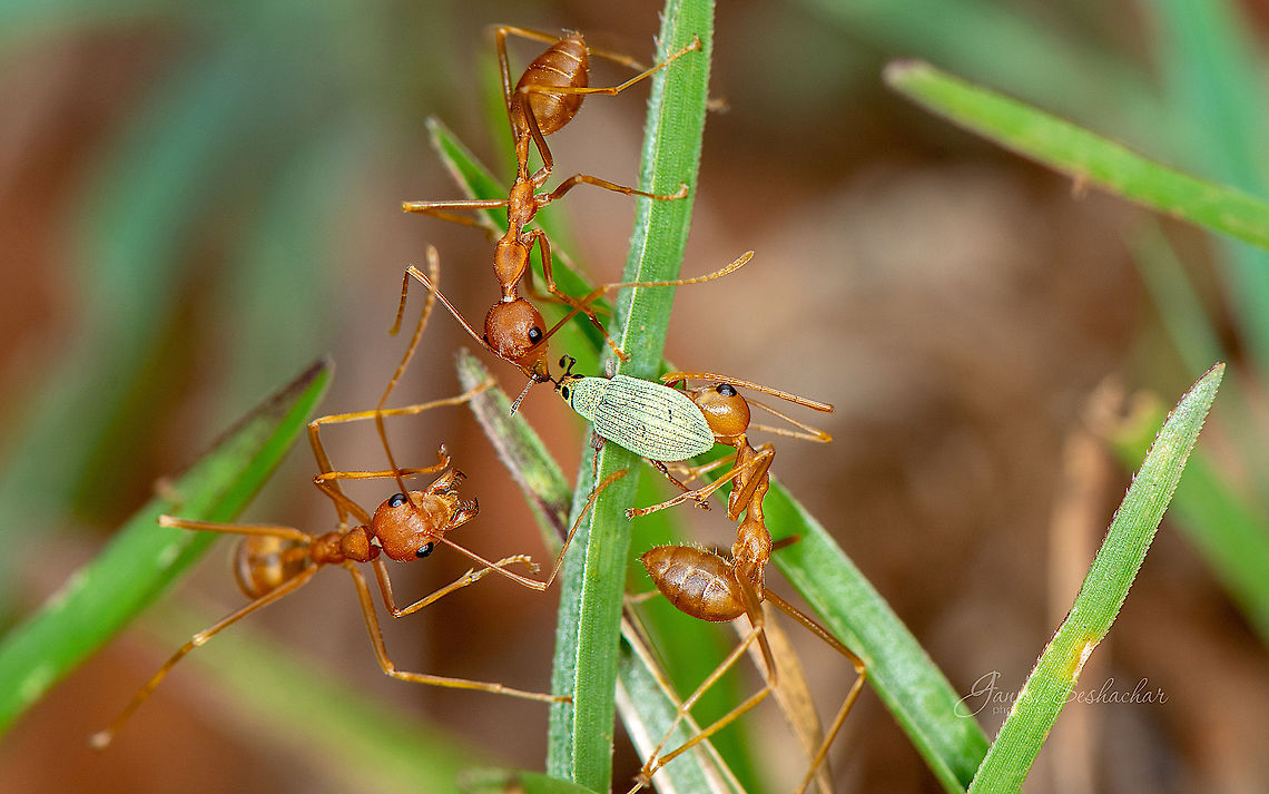 Weaver-ants confront little weevil Weaver-ants : <a href="https://en.wikipedia.org/wiki/Weaver_ant" rel="nofollow">https://en.wikipedia.org/wiki/Weaver_ant</a><br />
<br />
 Geotagged,Green tree ant,India,Oecophylla smaragdina,Summer,ants,gnanabharathi,grass,kill,macro,weevil