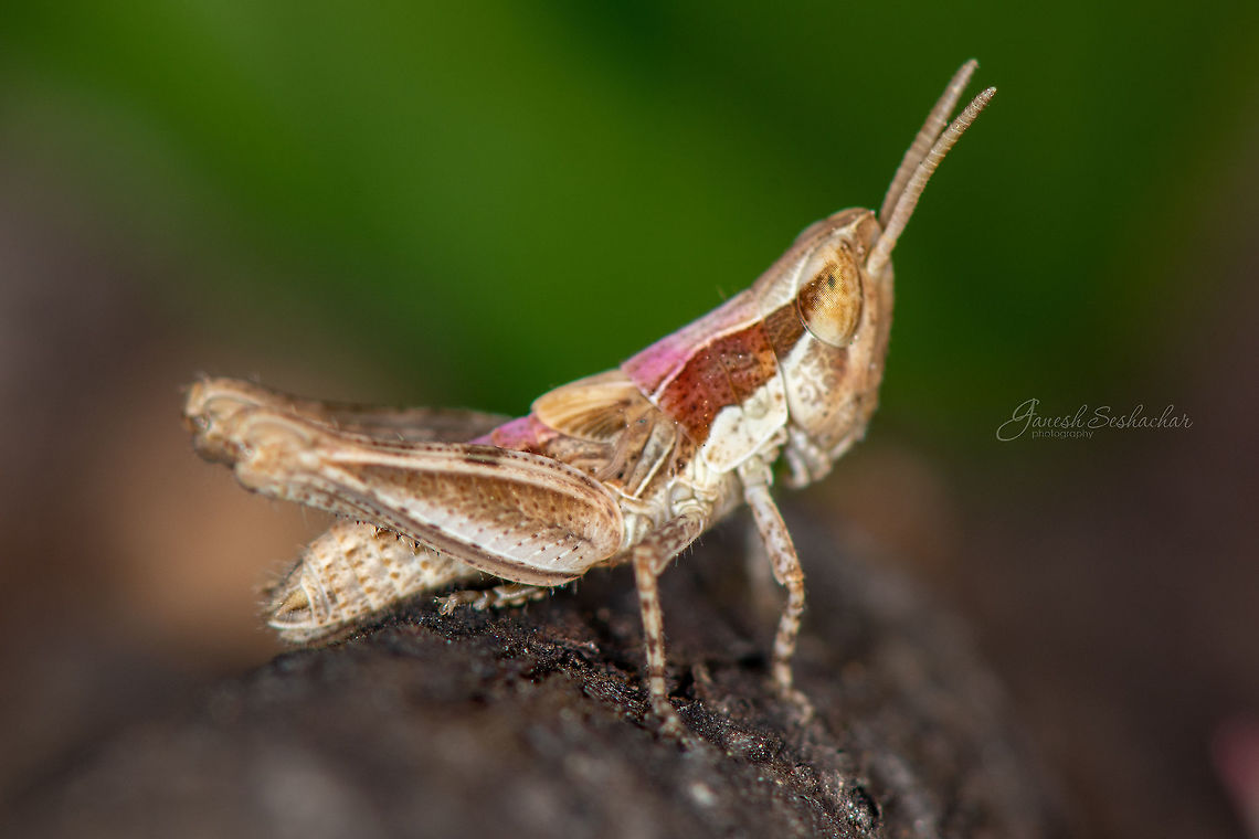 ID Help The pink shade could be because its a juvenile/young grasshopper <br />
 Geotagged,India,Summer,closeup,grasshopper,gunjur,insects,macro