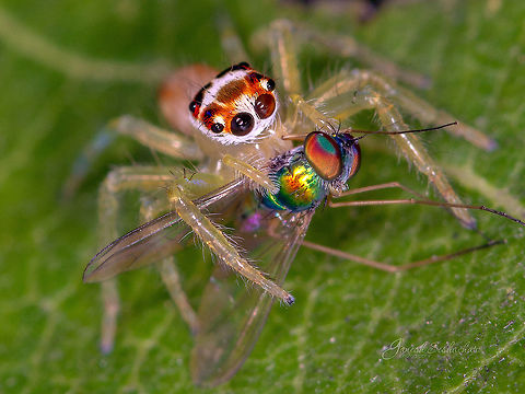 Two-striped jumper [female]  Geotagged,India,Summer,Telamonia dimidiata,Two-striped jumper,closeup,gnanabharathi,macro,spider