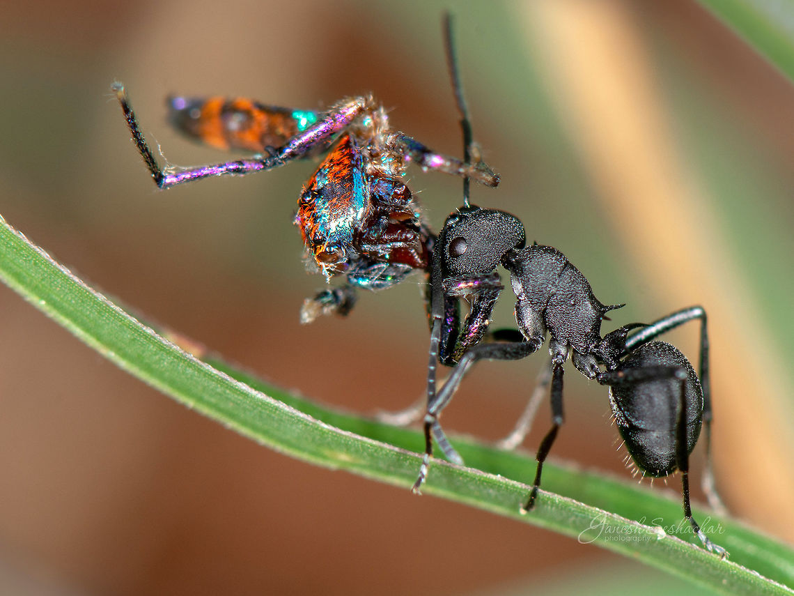 Black ant carrying chrysilla (spider)  Geotagged,India,Summer,ant,chrysilla,kill,spider