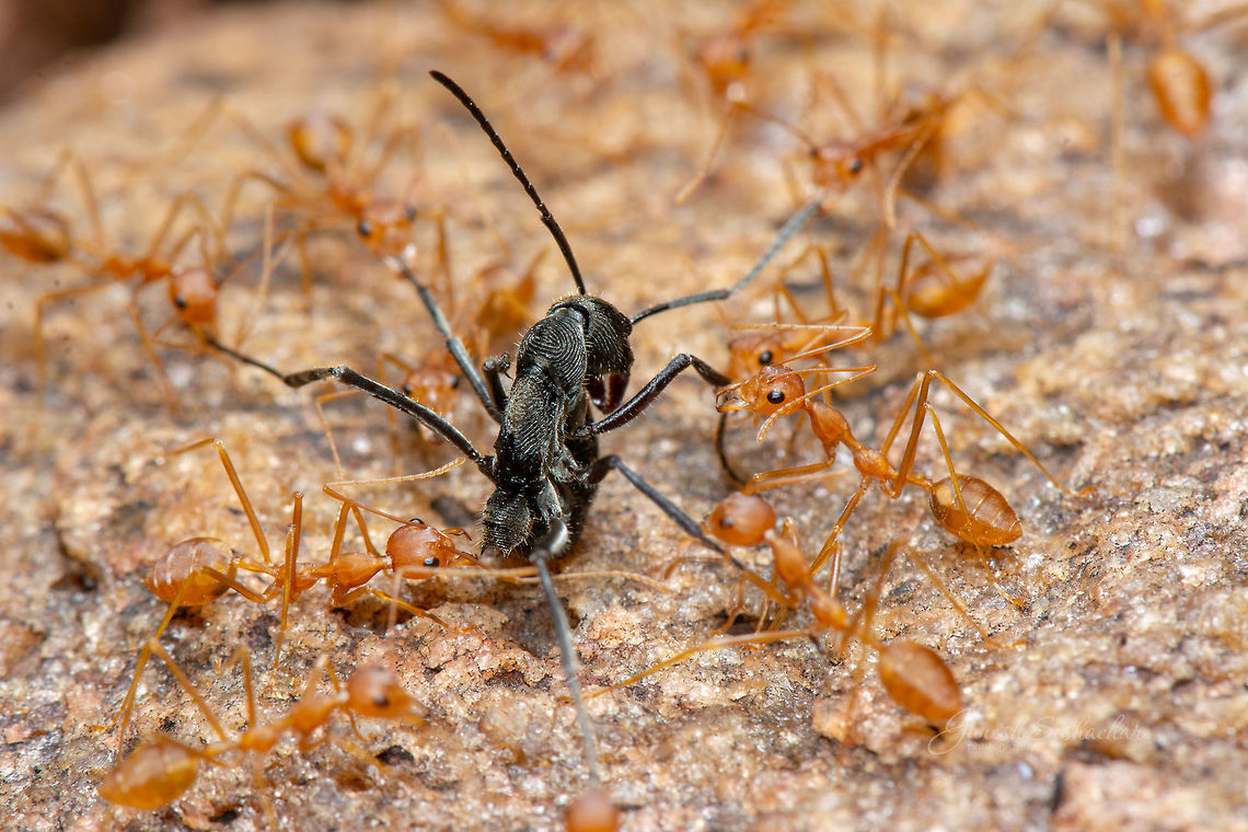 Weaver ant vs black ant  Geotagged,India,Summer,ants,gnanabharathi,insects,macro,struggle for existence
