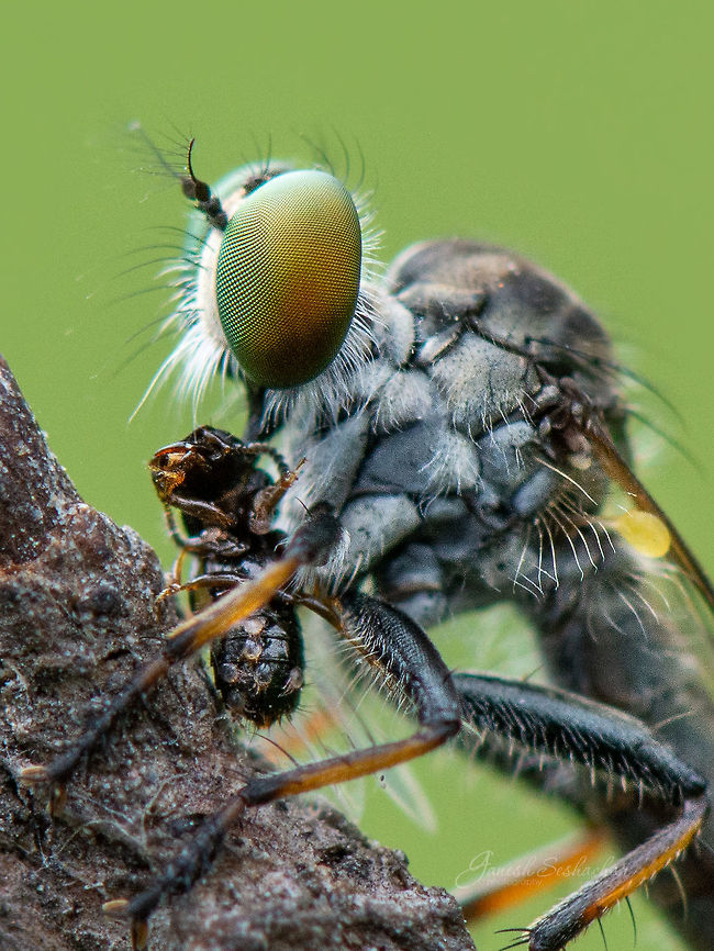 Robberfly with a kill  Geotagged,India,Summer,closeup,gnanabharathi,insects,macro,robber fly