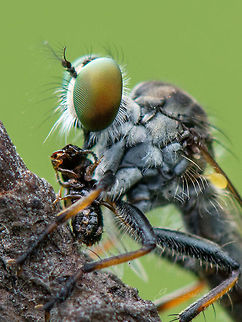 Robberfly with a kill  Geotagged,India,Summer,closeup,gnanabharathi,insects,macro,robber fly