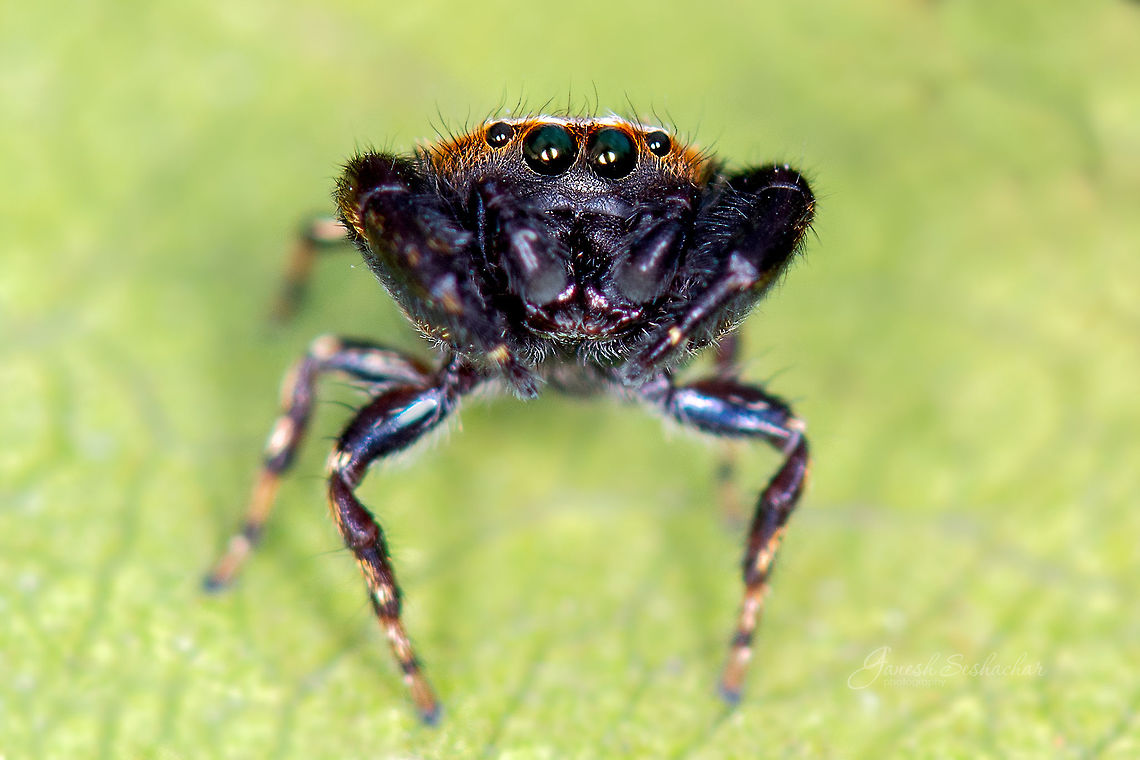 Jumping Spider - Rhene sp. Place: Bengaluru<br />
<br />
<a href="https://www.projectnoah.org/spottings/521216292" rel="nofollow">https://www.projectnoah.org/spottings/521216292</a> Geotagged,India,Rhene,Summer,gnanabharathi,insects,macro,spider