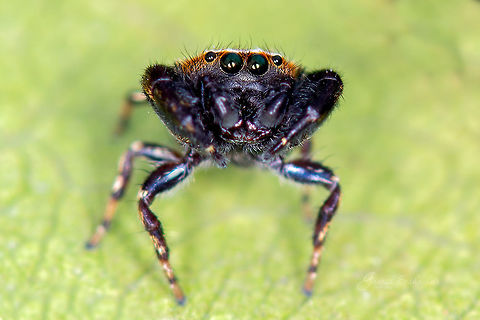 Jumping Spider - Rhene sp. Place: Bengaluru

https://www.projectnoah.org/spottings/521216292 Geotagged,India,Rhene,Summer,gnanabharathi,insects,macro,spider