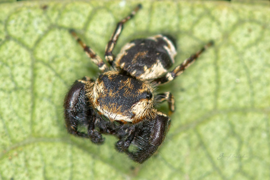 ID Help Jumping Spider<br />
<br />
Front view <br />
<figure class="photo"><a href="https://www.jungledragon.com/image/84772/jumping_spider_-_rhene_sp.html" title="Jumping Spider - Rhene sp."><img src="https://s3.amazonaws.com/media.jungledragon.com/images/2167/84772_thumb.jpg?AWSAccessKeyId=05GMT0V3GWVNE7GGM1R2&Expires=1769040010&Signature=4W0Z8iLhsX6Y21cZDQGG3hzJ0cg%3D" width="200" height="134" alt="Jumping Spider - Rhene sp. Place: Bengaluru<br />
<br />
https://www.projectnoah.org/spottings/521216292 Geotagged,India,Rhene,Summer,gnanabharathi,insects,macro,spider" /></a></figure><br />
 Geotagged,India,Summer,gnanabharathi,insects,jumping spider,macro,spider