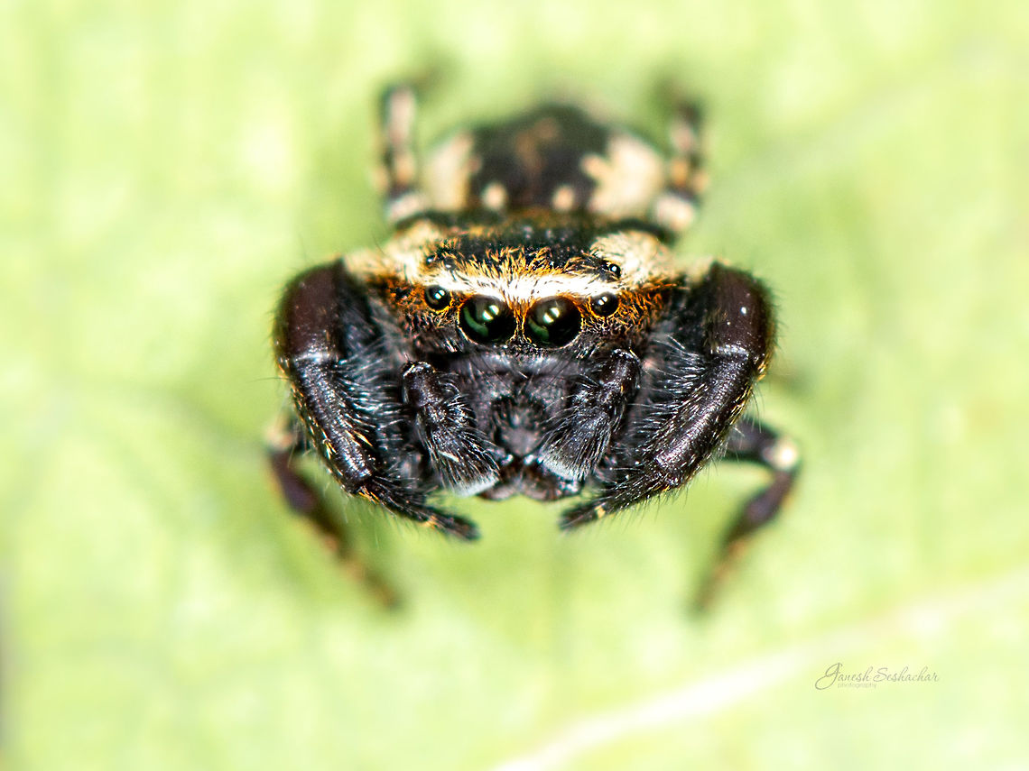 ID Help Jumping spider<br />
<br />
Top View:<br />
<figure class="photo"><a href="https://www.jungledragon.com/image/84774/id_help.html" title="ID Help"><img src="https://s3.amazonaws.com/media.jungledragon.com/images/2167/84774_thumb.jpg?AWSAccessKeyId=05GMT0V3GWVNE7GGM1R2&Expires=1769040010&Signature=k6uln4T0HJrNIXzaaB%2FgoscflUI%3D" width="200" height="134" alt="ID Help Jumping Spider<br />
<br />
Front view <br />
https://www.jungledragon.com/image/84772/jumping_spider.html<br />
 Geotagged,India,Summer,gnanabharathi,insects,jumping spider,macro,spider" /></a></figure> Geotagged,India,Summer,gnanabharathi,insects,macro,spider