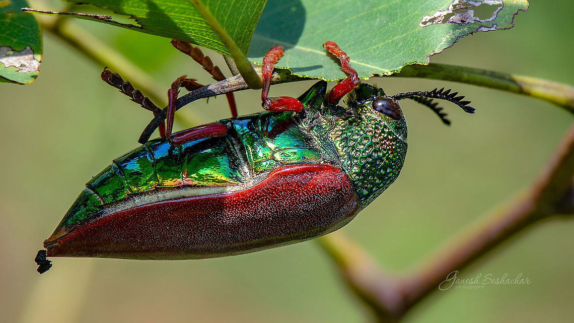 Sternocera chrysis Place: Gnanabharathi Campus, Bengaluru Fall,Geotagged,India,Sternocera chrysis,beetle,gnanabharathi,insect,macro