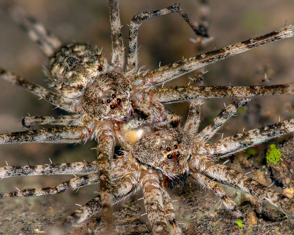Count the legs :D :D :D Two tailed spider - couples <br />
Place: Bagalur, Bengaluru Fall,Geotagged,Hersilia savignyi,India,Two-tailed Spider,bagaluru,macro,spider