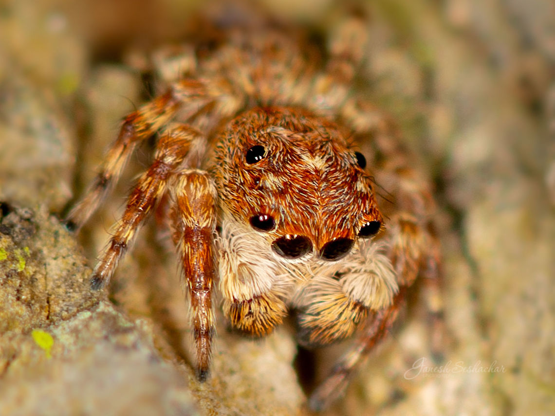 A tiny jumping spider  Fall,Geotagged,India,macro,spider
