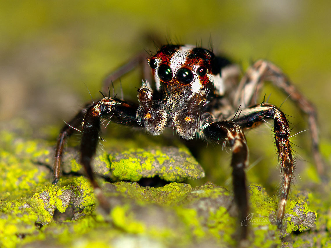 jumping spider  Fall,Geotagged,India,Plexippus paykulli,bagaluru,insects,macro,spider