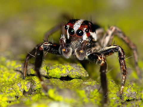 jumping spider  Fall,Geotagged,India,Plexippus paykulli,bagaluru,insects,macro,spider
