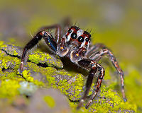 jumping spider  Fall,Geotagged,India,Plexippus paykulli,bagaluru,macro,spider