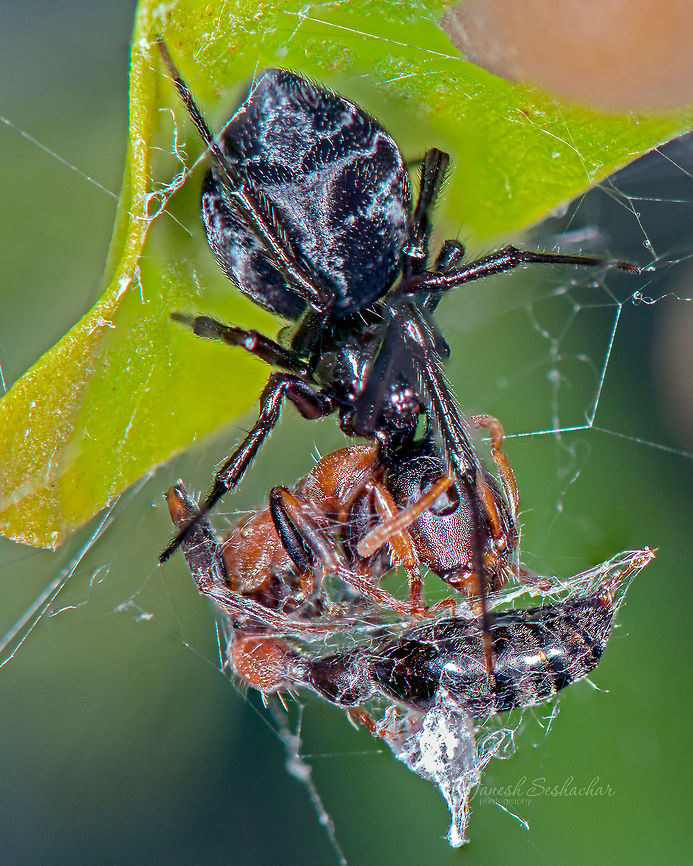 black spider [ID help] Spider with red-ant kill - the subject activity was below the leaf hence had to bump up the flash, hence harsh light <br />
 Fall,Geotagged,India,bagaluru,kill,macro,spider